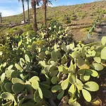 Дом отдыха Casa La Tunera, Country House, Haria, Lanzarote